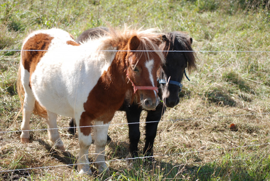 Grass farm meadow herd pasture grazing 881434 pxhere