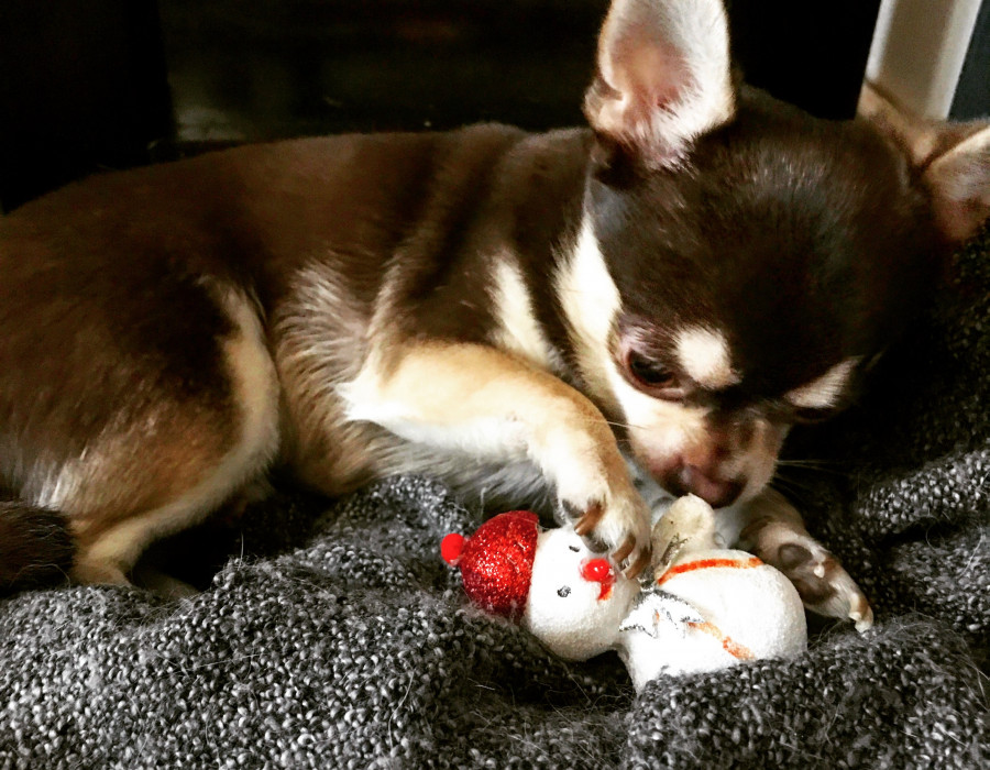 Chihuahua dog animal toy 275170
