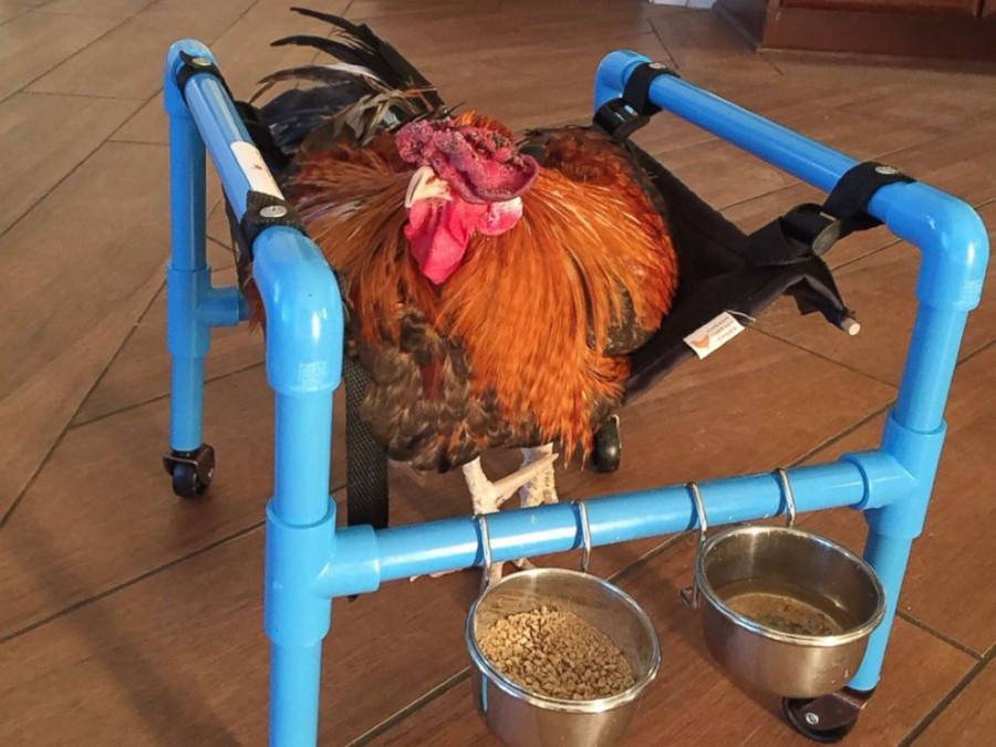 Chicken wheelchair