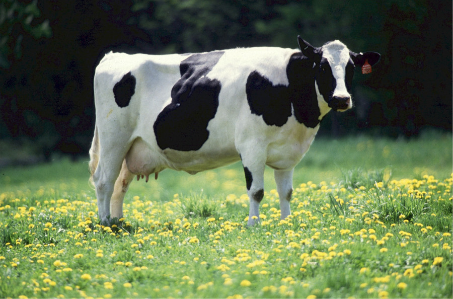 Grass field farm meadow animal rural 1330781 pxhere