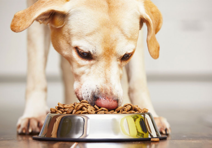 PERRO COMIENDO