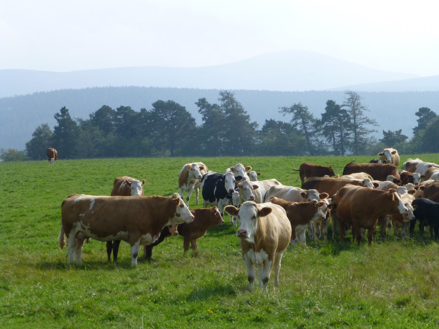 MaxPixel.freegreatpicture.com Farm Cattle Cow Simmental Scotland Farming 2673970