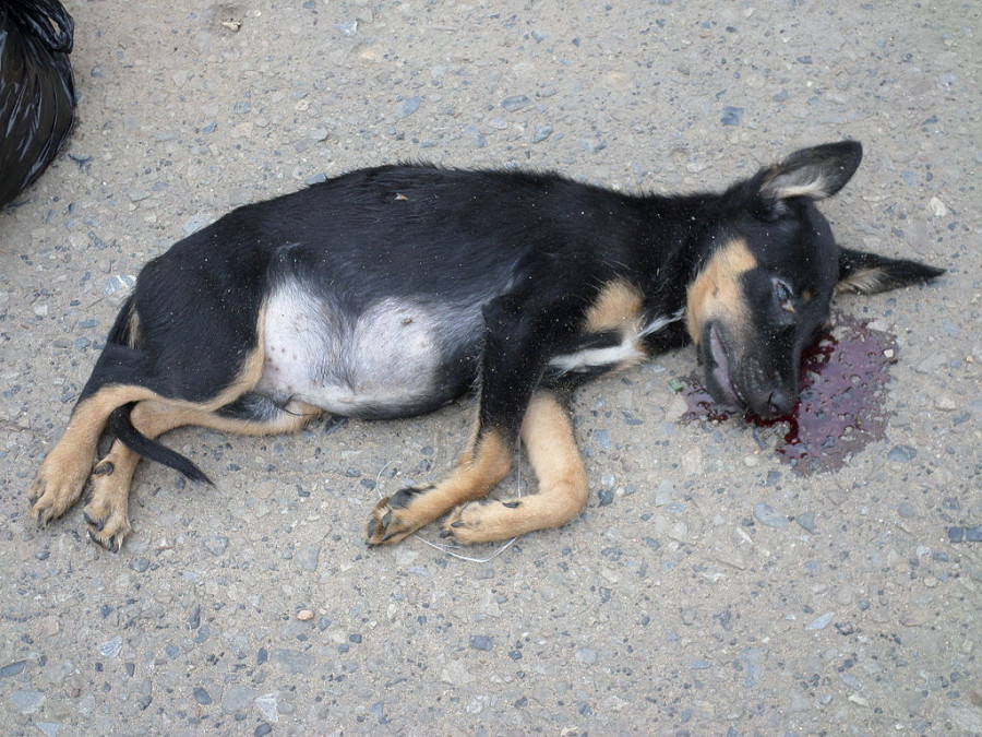 Perro muerto