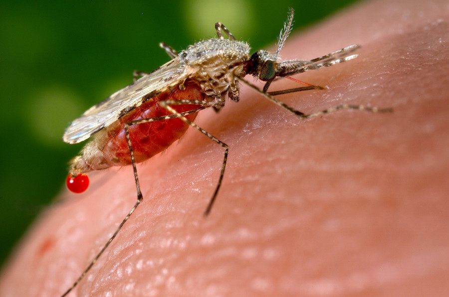 Probóscide y Flagelo de los mosquitos hembra