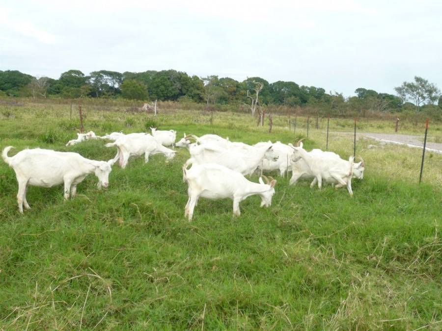 Cabras saanen D NQ NP 3177 MLM4029077735 032013 F