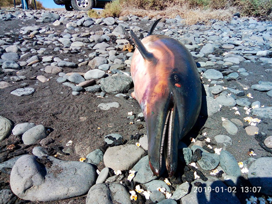 Delfin muerto puerto