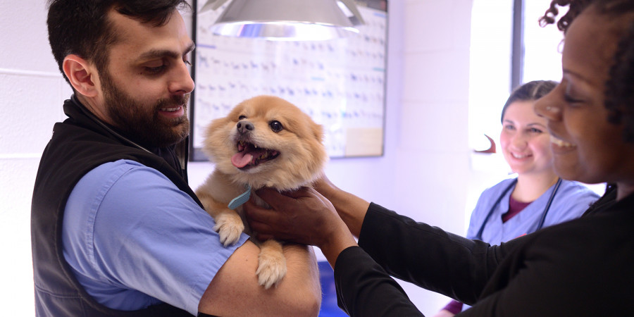 Perro feliz veterinario