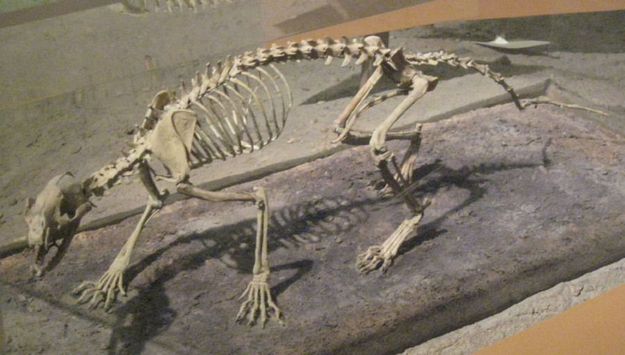 Hesperocyon Gregarius