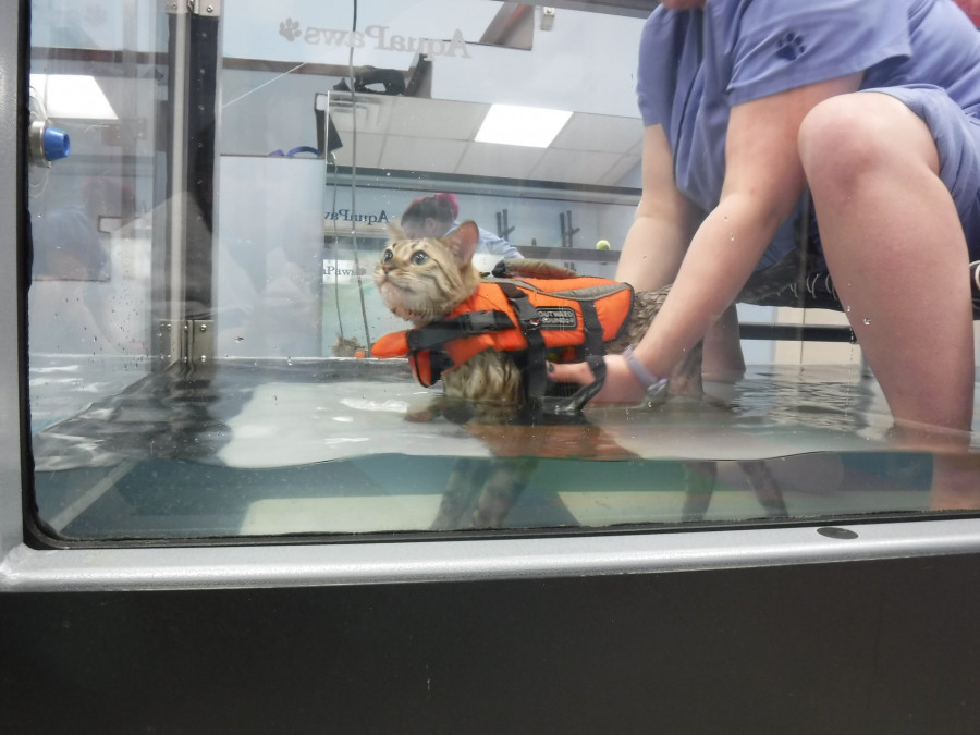 Rehabilitación gato