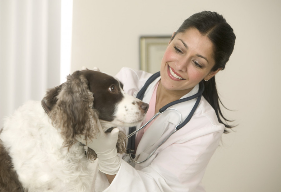 Veterinary image