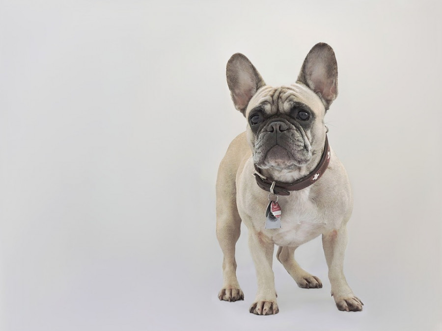 French bulldog 2734703 960 720