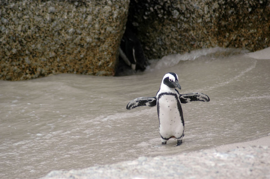 Magellanic penguin 216080 960 720