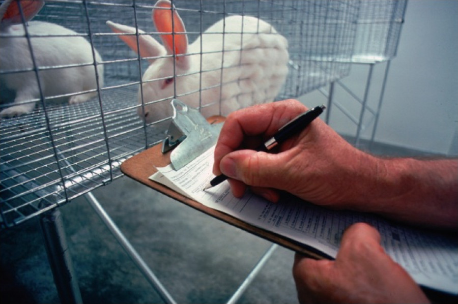 Lab animal care