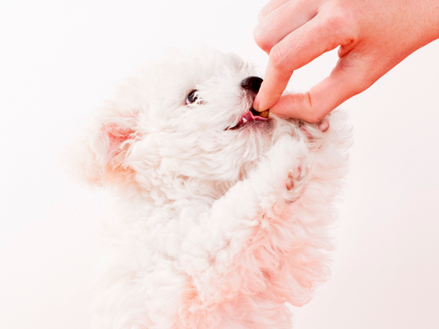 Pup
