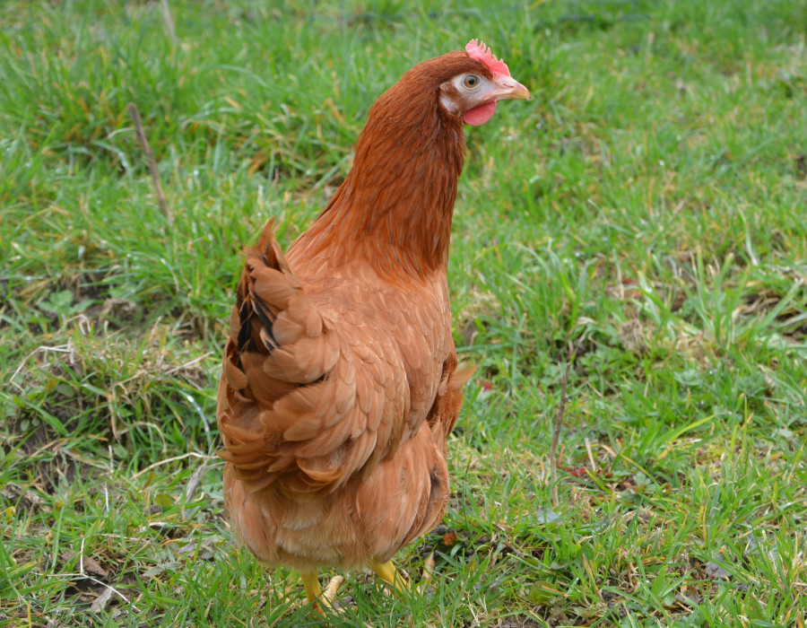 Hen 3258263 1920