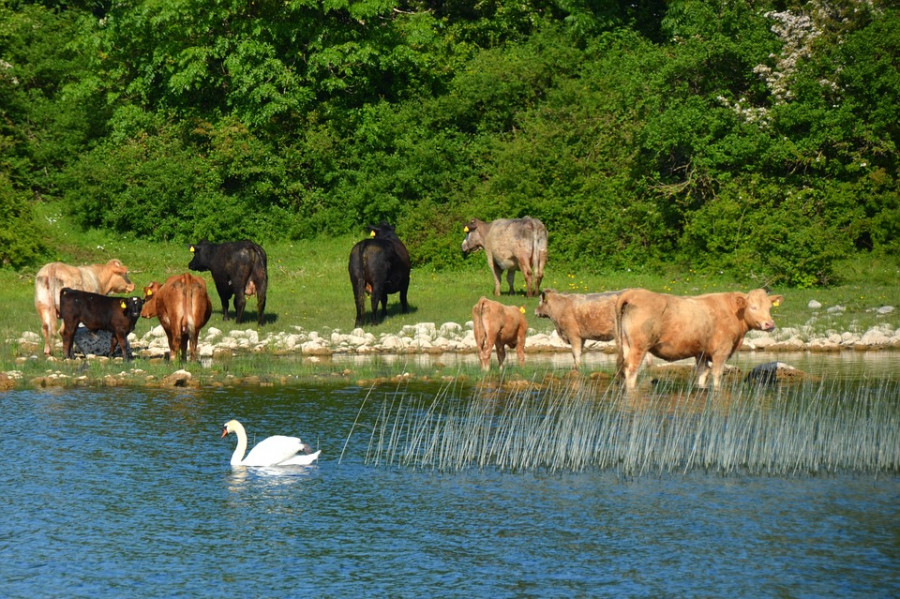 Cows 2400362 960 720