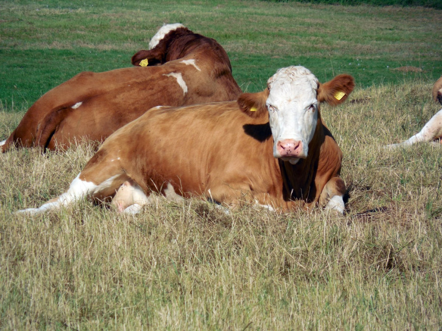 Grass field farm meadow prairie cattle 1035296 pxhere.com (1)