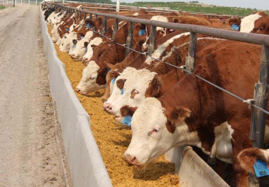 Feedlot cattle feeding 1