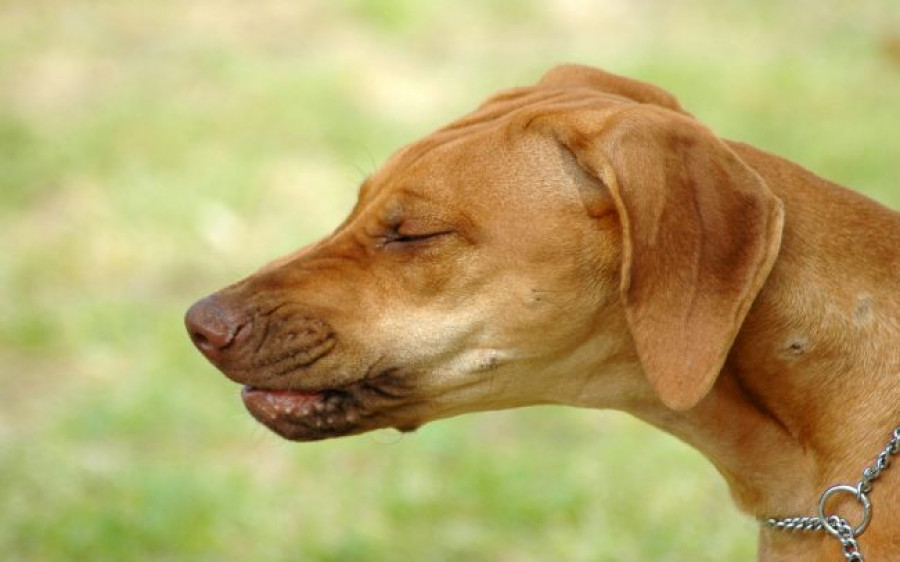 Reverse Sneezing in dogs 650x406