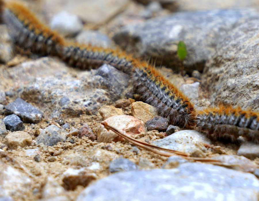 Caterpillars 2328288 1920