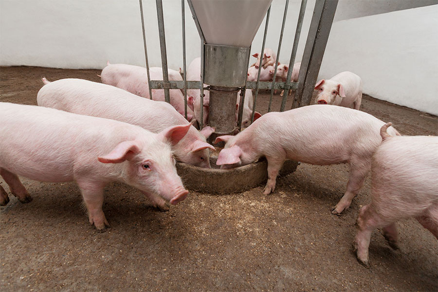 Productos de limpieza industrial cerdos alimentos