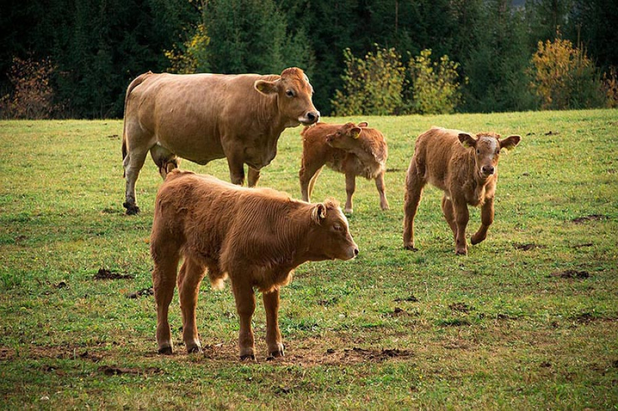 Webvacas02