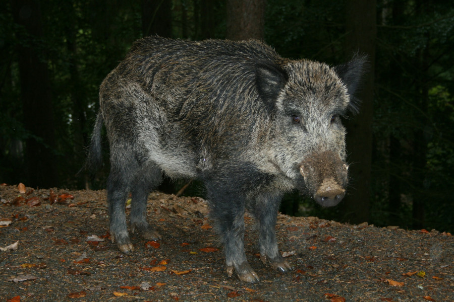 Wild boar 202677 1920