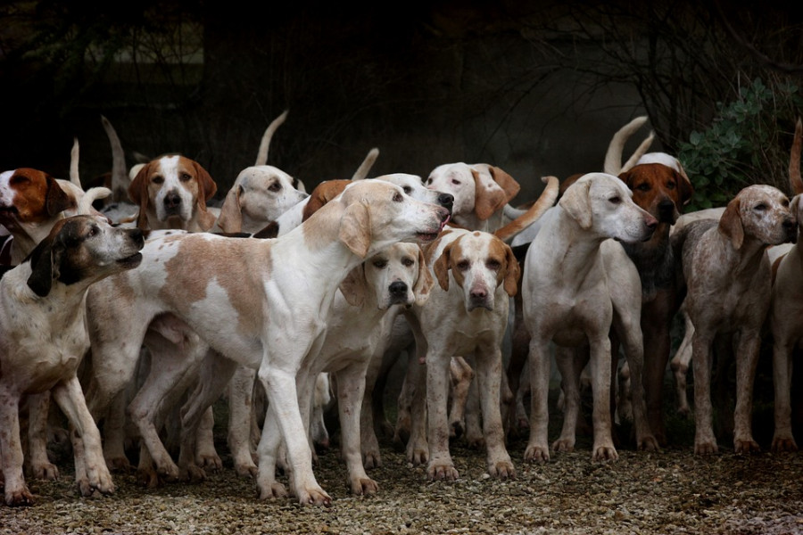 Dog 2691871 960 720