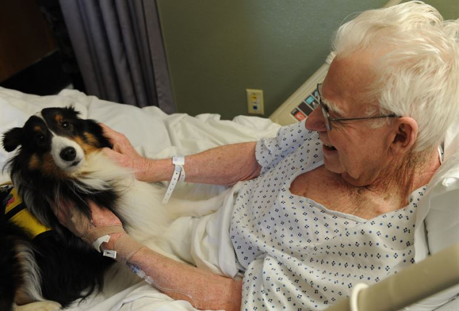 Ardilla En lo que respecta a las personas Genealogía Los perros ayudan a reducir la ansiedad de las personas