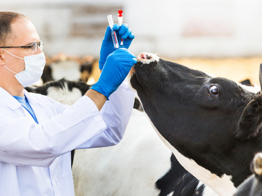 Antimicrobial veterinary