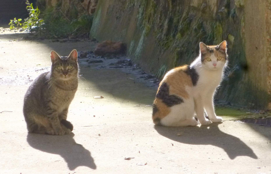 Apellániz   gatos 1