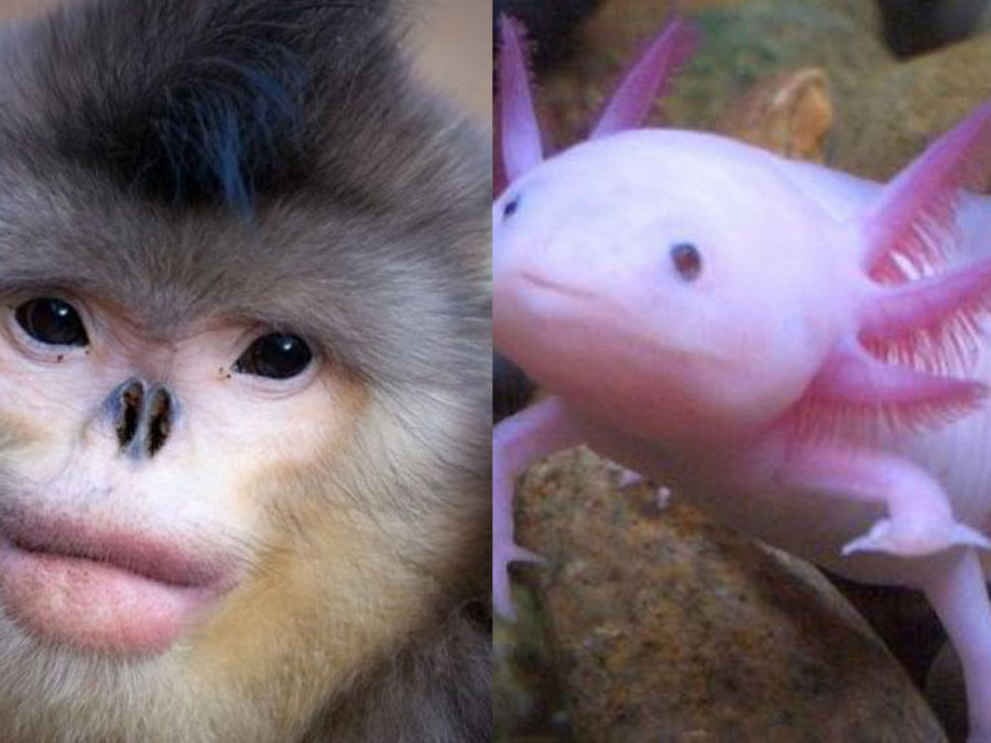 Algunas De Las Especies Mas Raras Del Mundo Gracias A La Evolucion