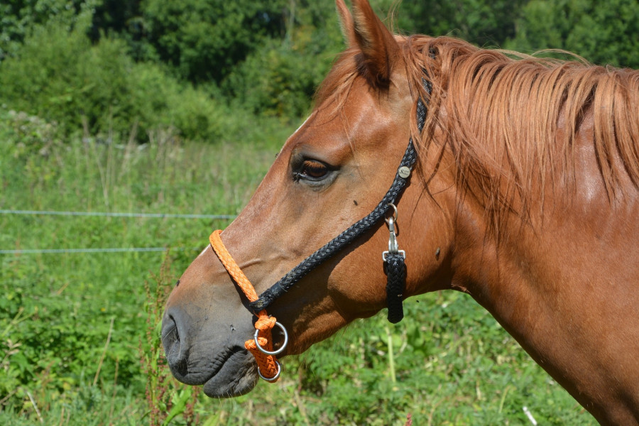Horse 2415415 1920