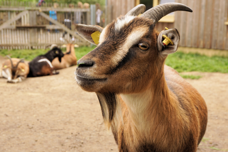 Nature farm animal wildlife goat zoo 615207 pxhere