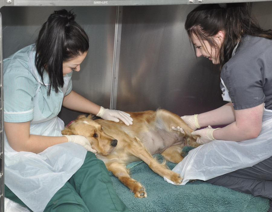 Imagen ruffordvetscom