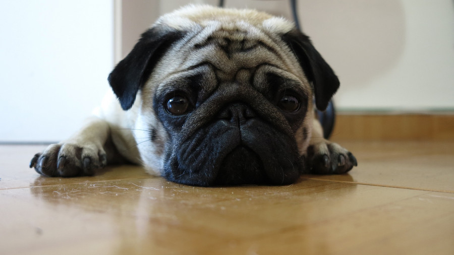 Pug 1098759 1920