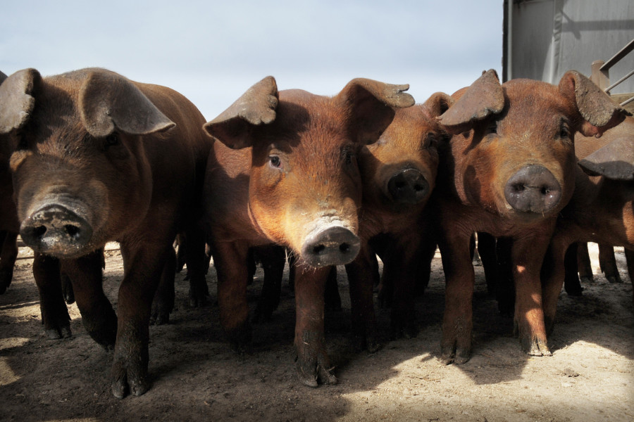 Hogs