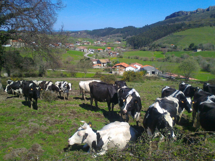 Vacas y Gandarilla al fondo