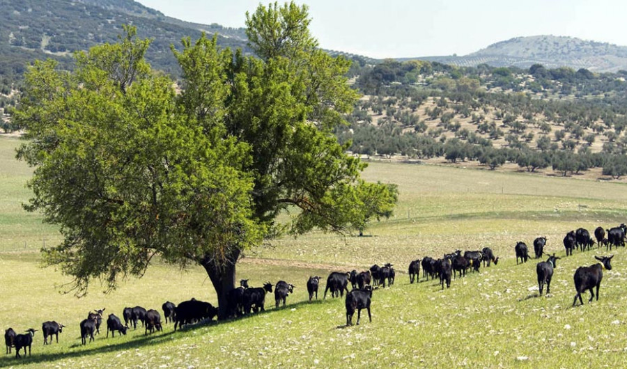 1550921055122AgriculturaCabrasEstandar