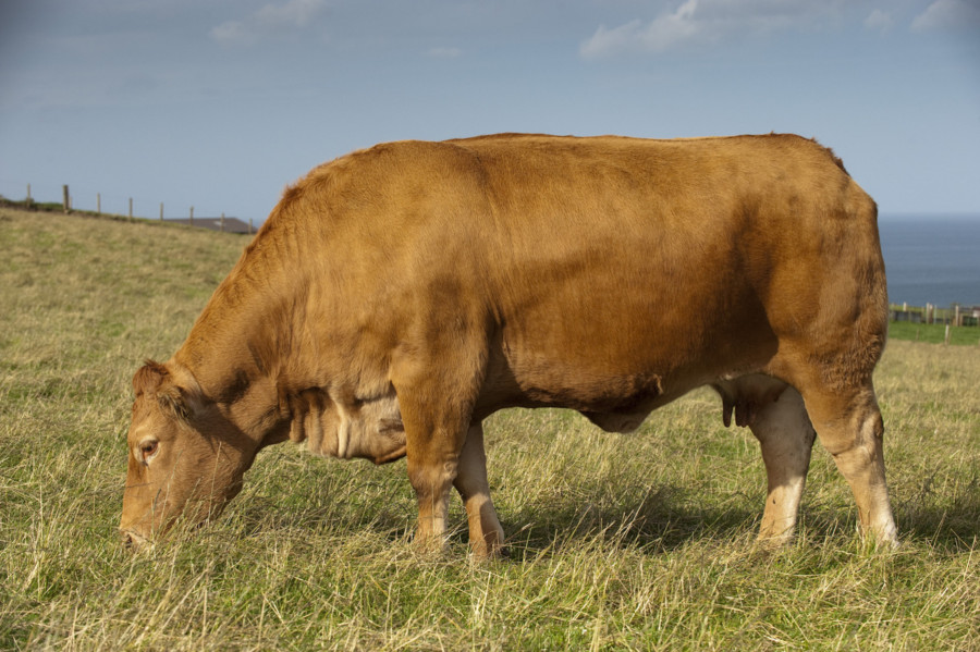 Bovino da Carne Limousine