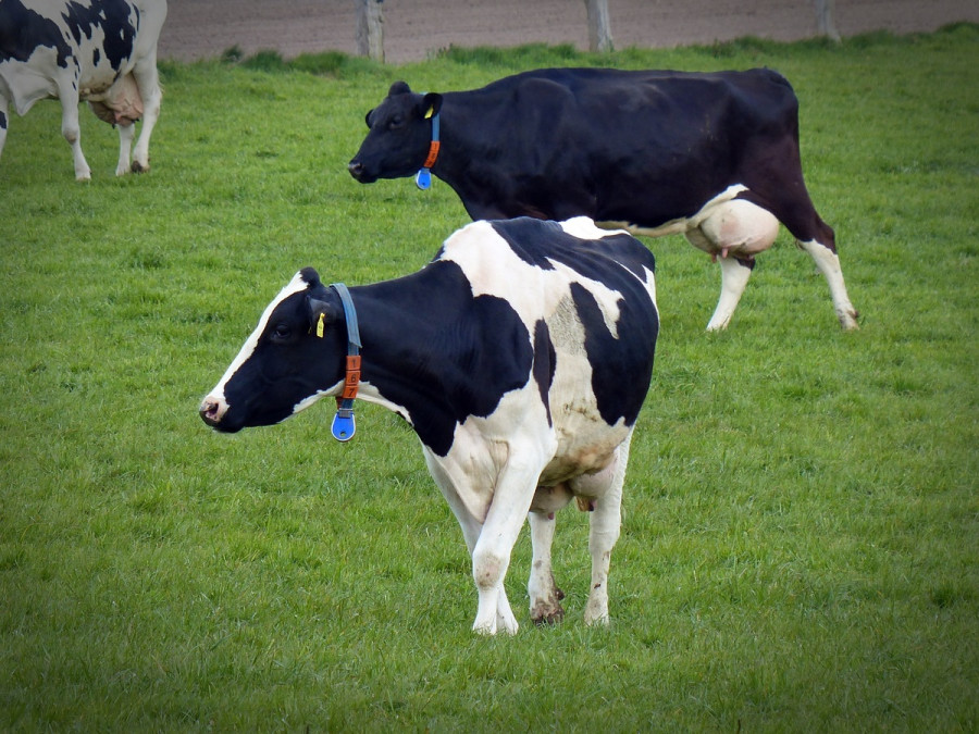 Nature grass field farm meadow cow 1039857 pxhere.com (1)
