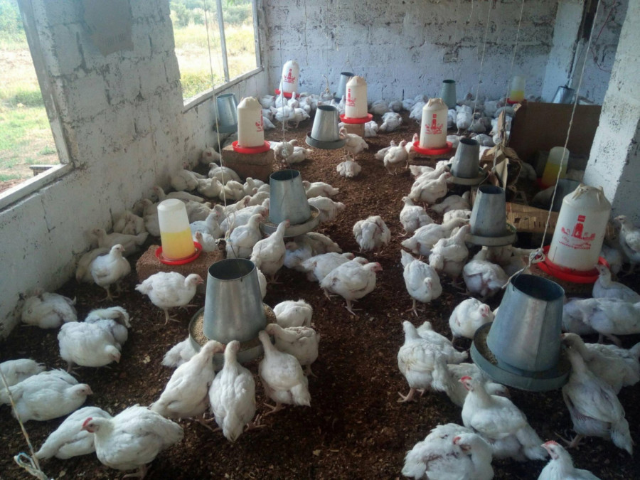 Broiler Chickens 002
