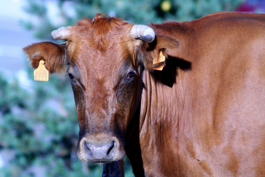 Cattle 2594057 1920