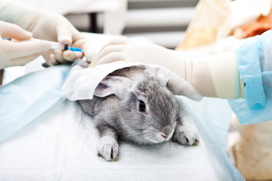 Bunny