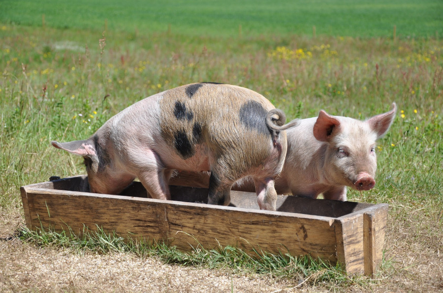 Pigs 662001 1920