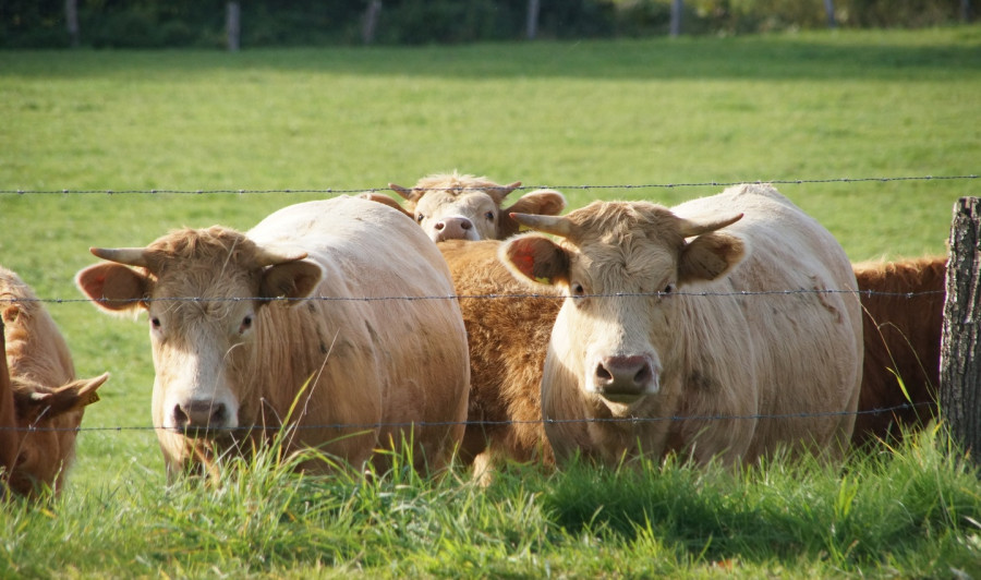 Nature grass field farm meadow cow 684487 pxhere.com (1)