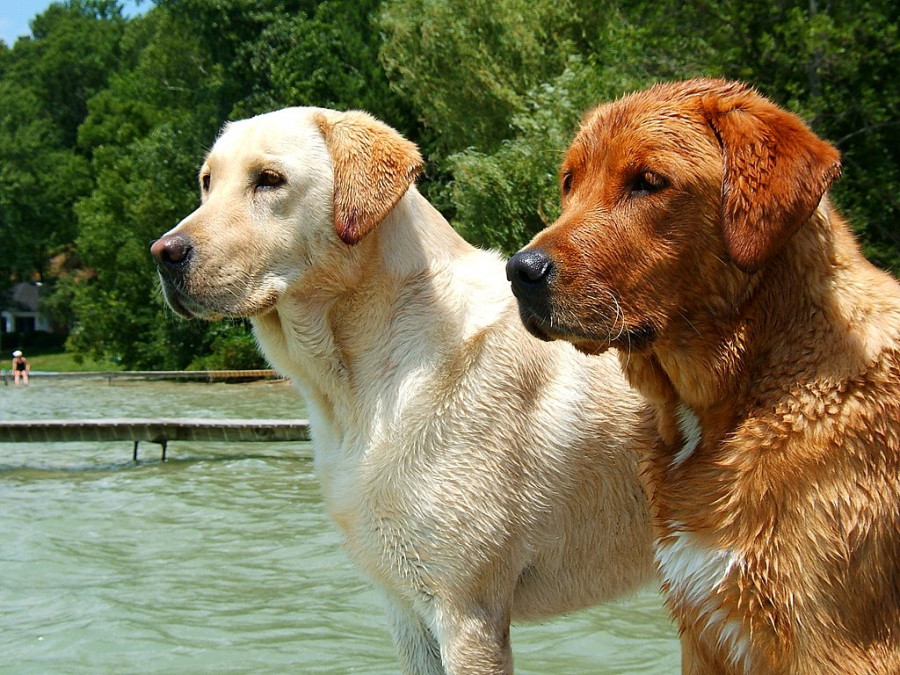 1024px Labrador Retrievers yellow and red