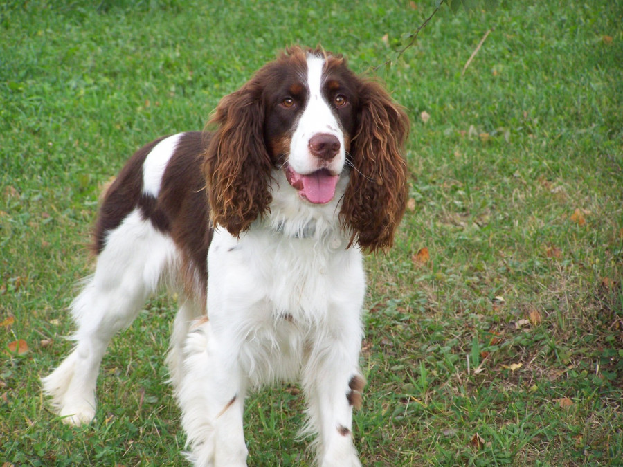 Dog canine pet mammal spaniel vertebrate 872608 pxhere