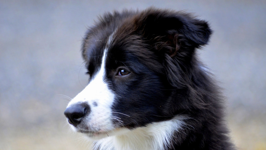 Puppy dog collie mammal border collie vertebrate 1363904 pxhere