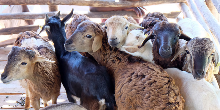 Tiermaerkte tansania nutztiere tierschutz markt welttierschutzgesellschaft 6
